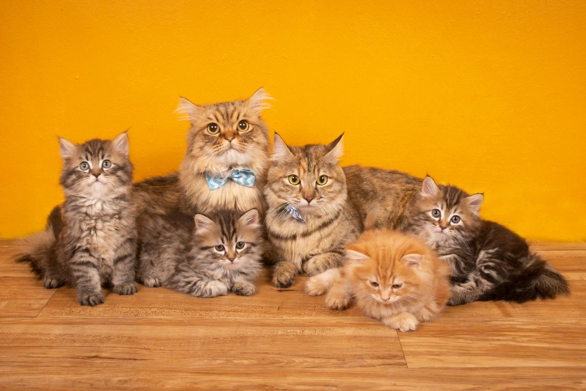 Prix chat persan : caractère, santé, prix et élevage du chaton - Muzo