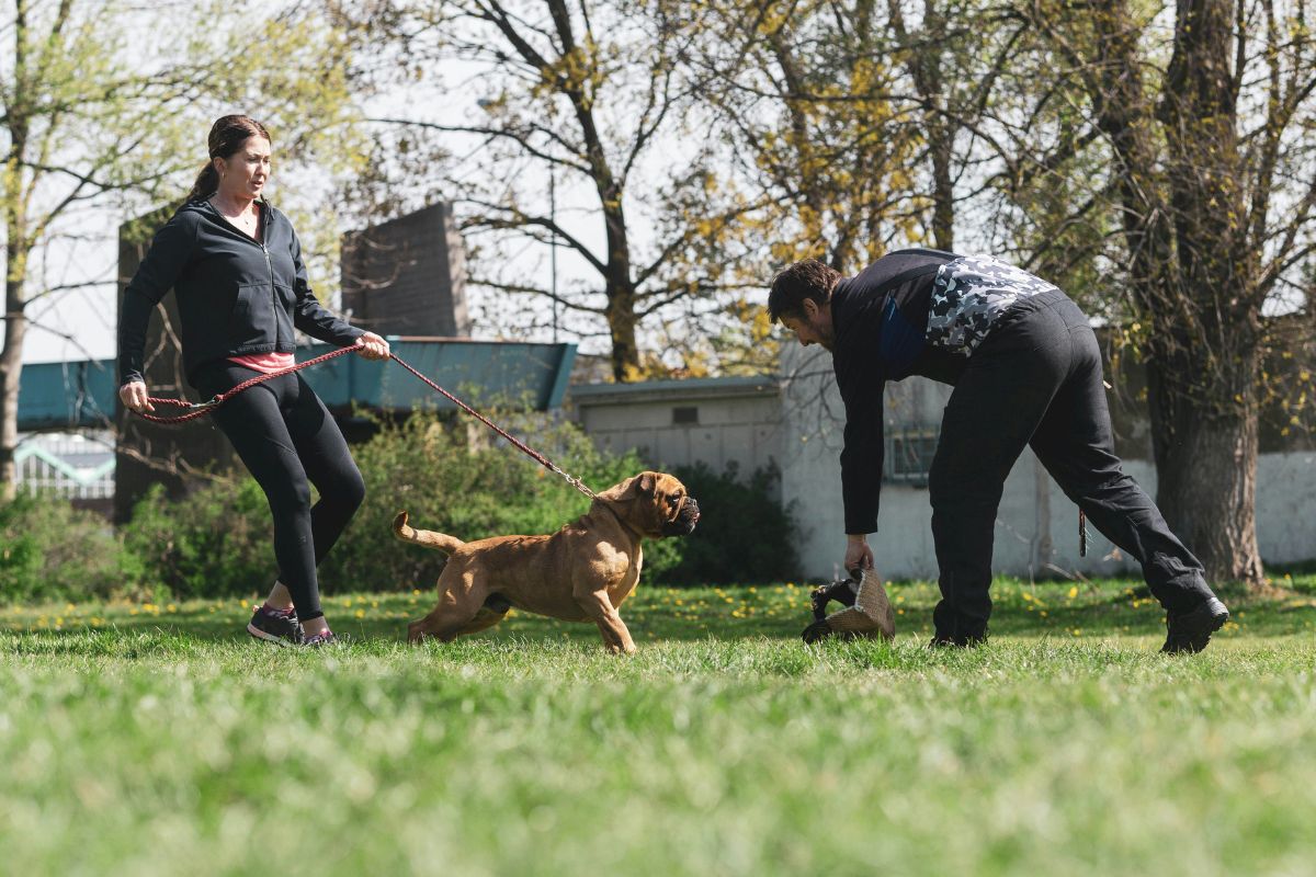 Prix d'un educateur canin : comprendre les tarifs - Muzo