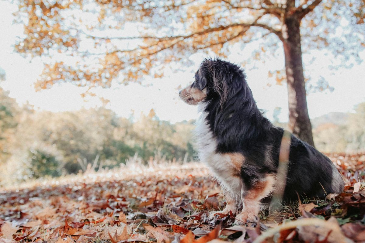 Prix incinération chien : combien coûte la crémation ? - Muzo