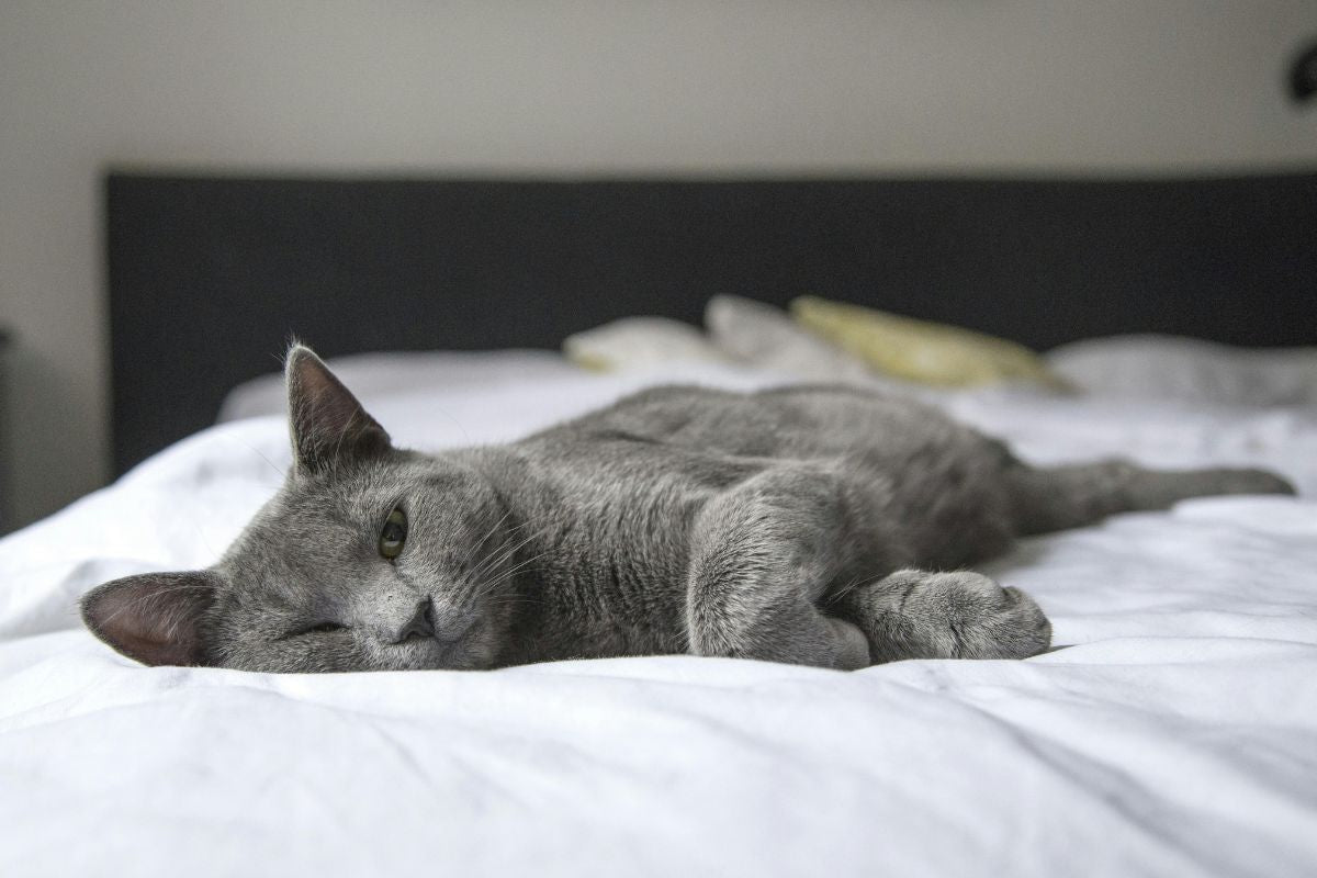 Que faut il acheter pour un chat ? - Muzo