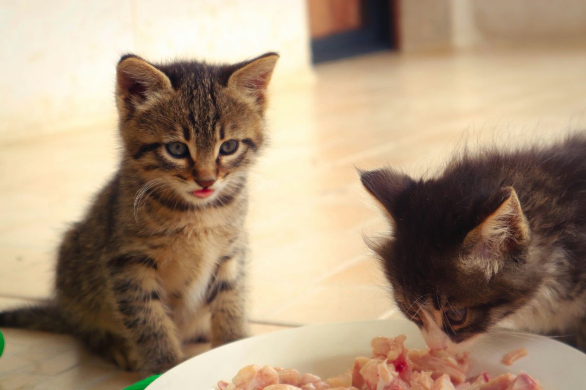 Que mange un chaton de 1 mois ? Les aliments adaptés à son développement - Muzo