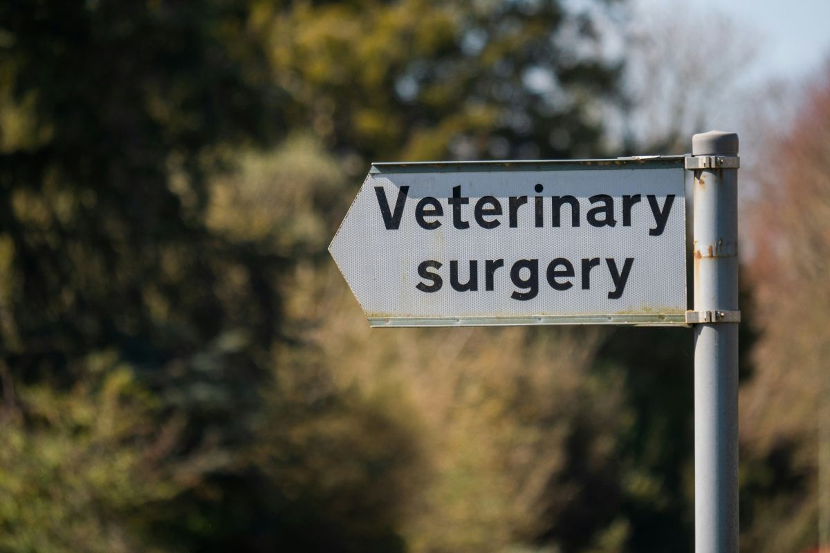 Que ressent un chien euthanasié ? - Muzo