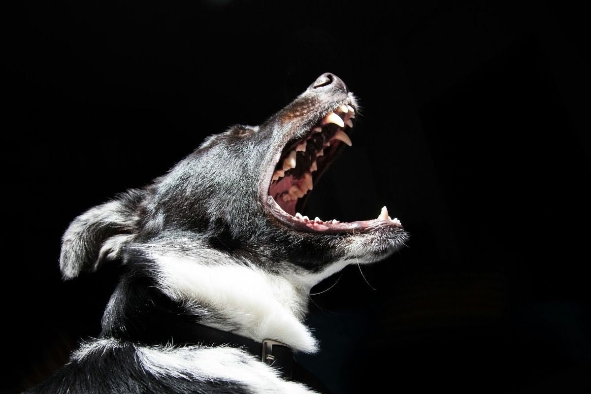 Quel est le chien le plus dangereux du monde ? Top des races dangereuses - Muzo
