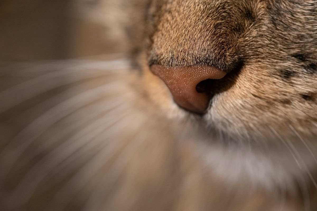 Quelle est l'odeur que les chats détestent ? Tout savoir - Muzo