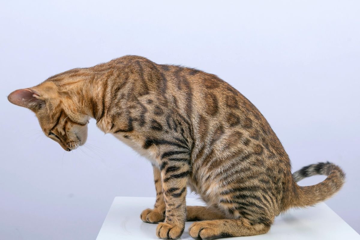 Race de chat rare : les plus rares au monde - Muzo