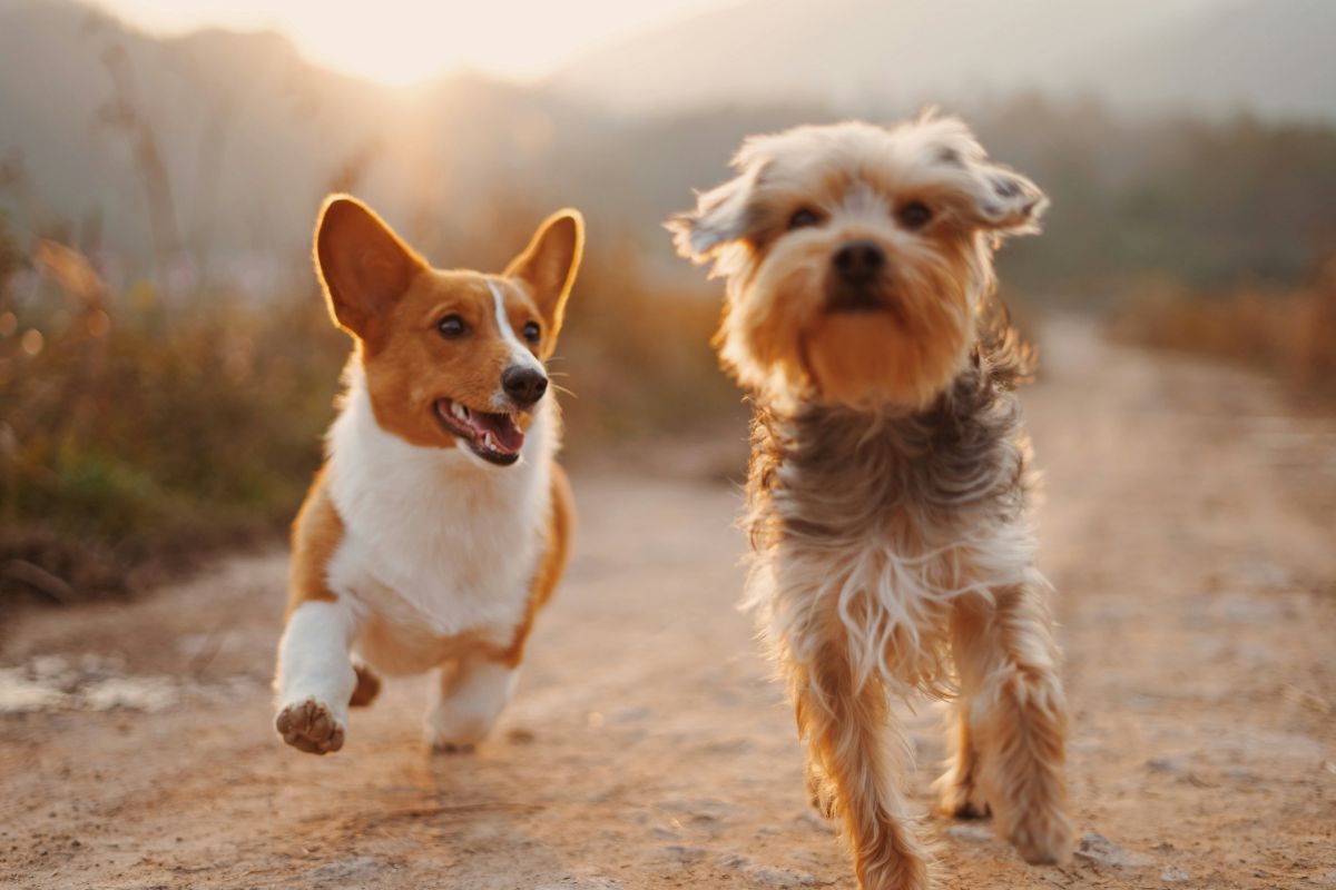 Race de chien de A à Z : liste complète et conseils utiles - Muzo