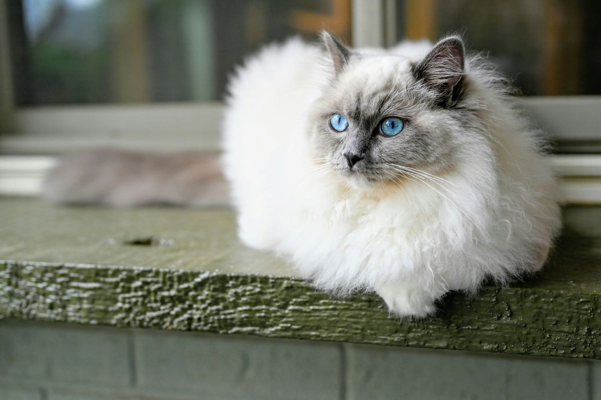 Ragdoll prix : combien coûte vraiment ce chat doux et majestueux - Muzo
