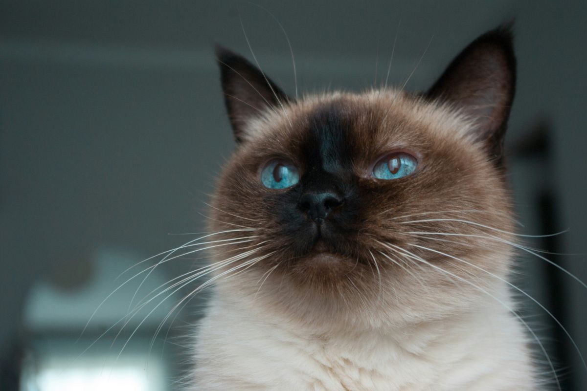 Sacré de birmanie prix : combien prévoir pour l’adopter - Muzo
