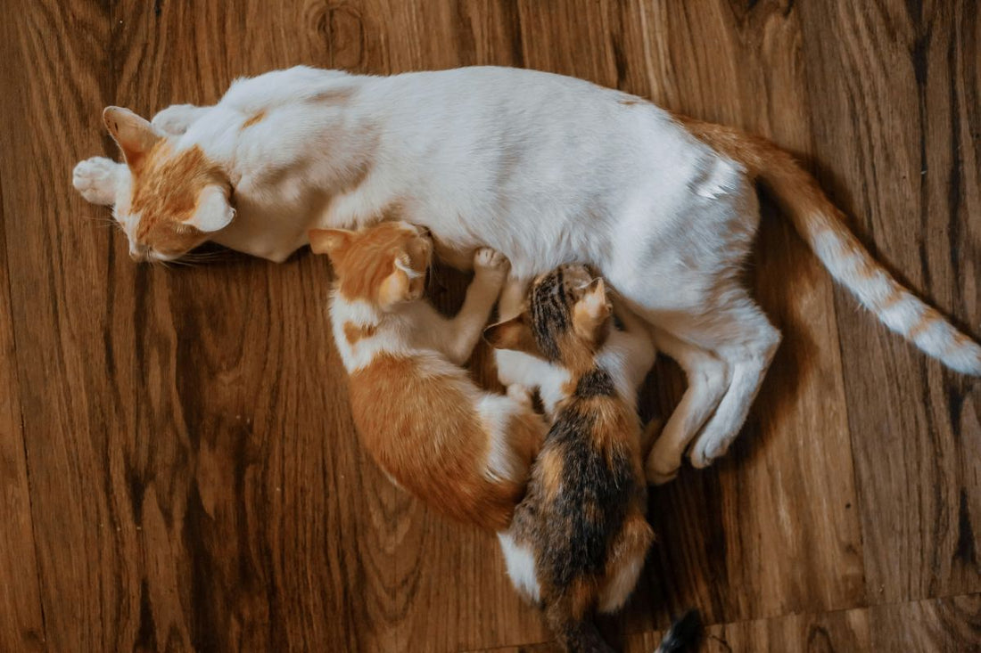 Signes fin de gestation chat : reconnaître l’arrivée des chatons - Muzo