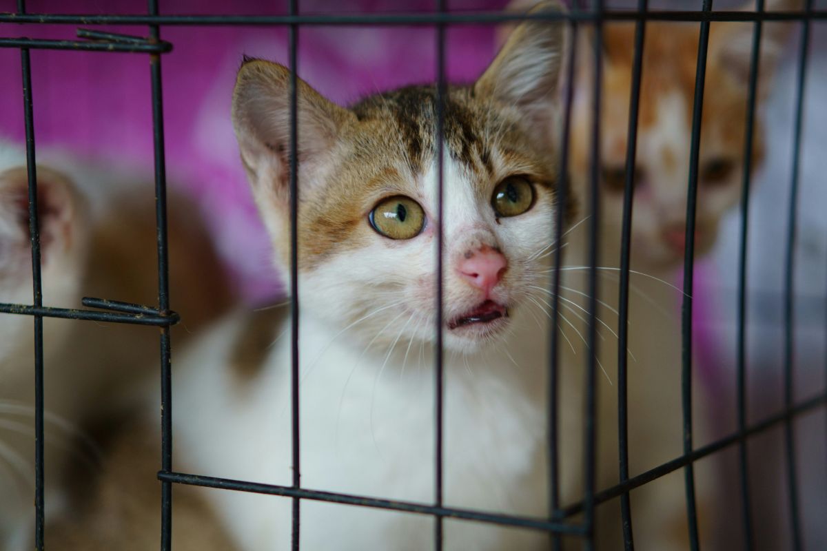 SPA Bordeaux : adopter un animal et bien se préparer - Muzo