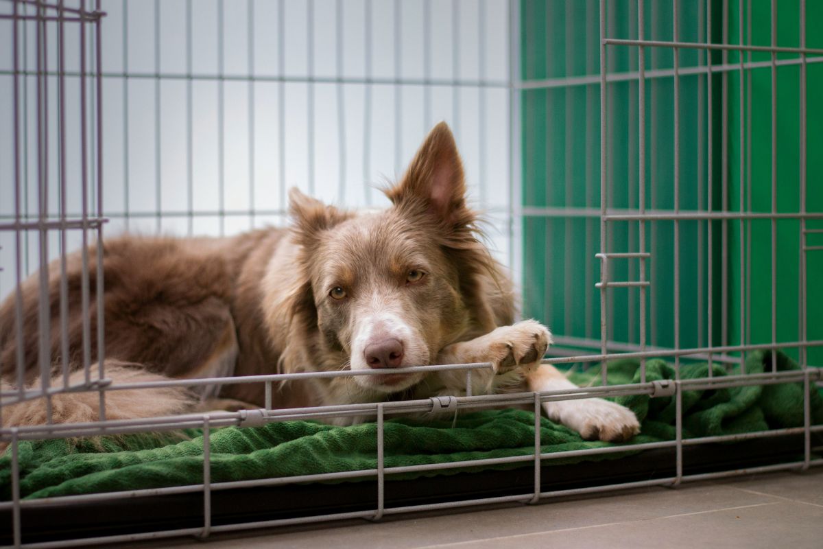 SPA Paris : adopter un animal et bien se préparer - Muzo
