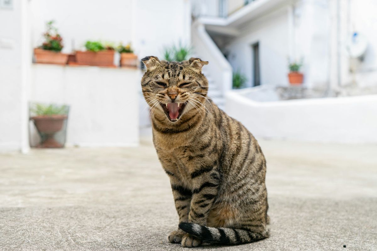 Syndrome du tigre chat : comprendre et calmer ce comportement - Muzo