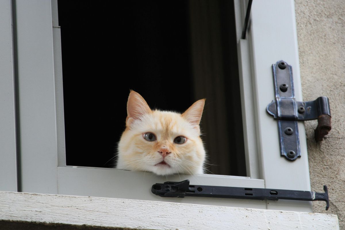 Un chat seul est-il malheureux ? Solitude, signes et solutions - Muzo