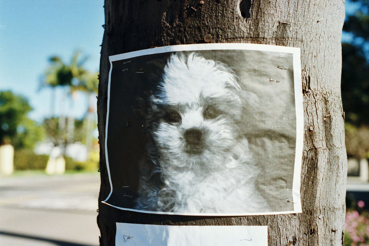 Un chien perdu peut il retrouver sa maison ? Chances et solutions - Muzo