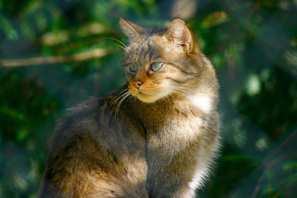 Vermifuge chat tous les combien de temps : à quelle fréquence vermifuger son chat ? - Muzo