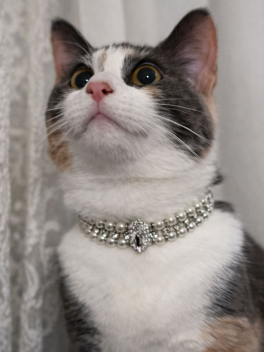 Un chat portant un collier de perles