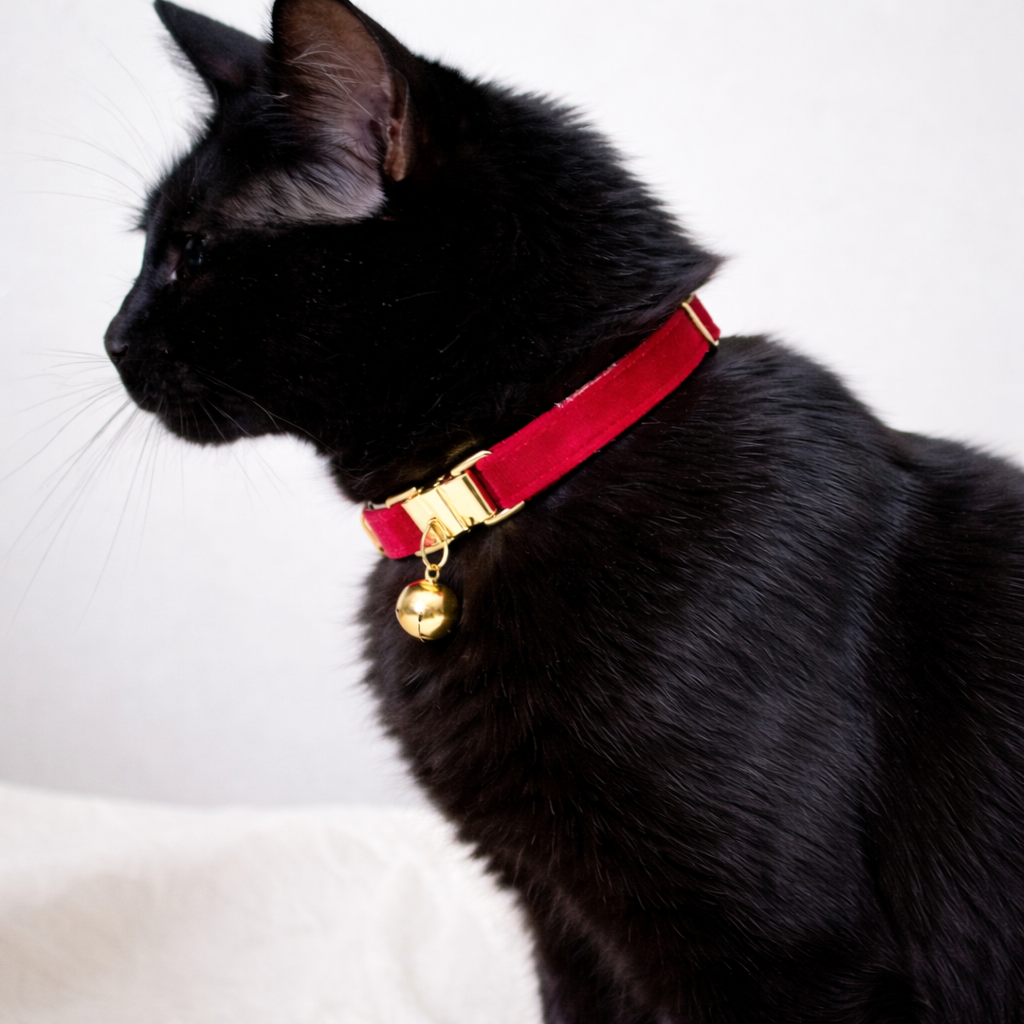 Un chat noir portant un collier en velours rouge avec une clochette