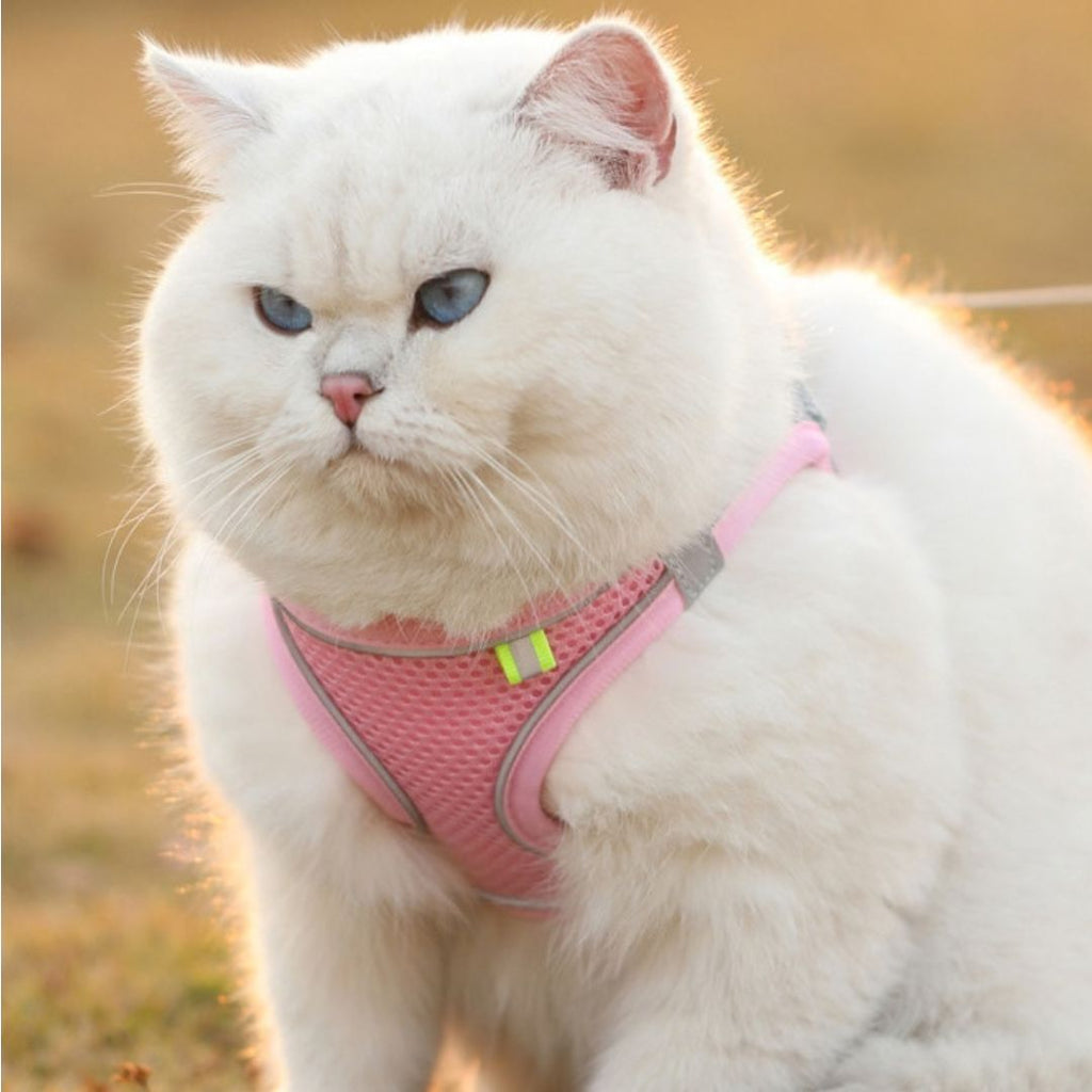 Chat blanc avec un harnais rose réfléchissant