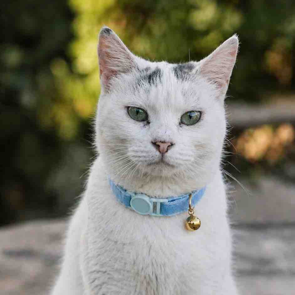 Chat blanc portant un collier bleu anti-étranglement