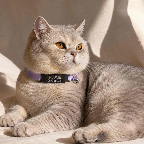 Collier personnalisable anti-étranglement pour chat