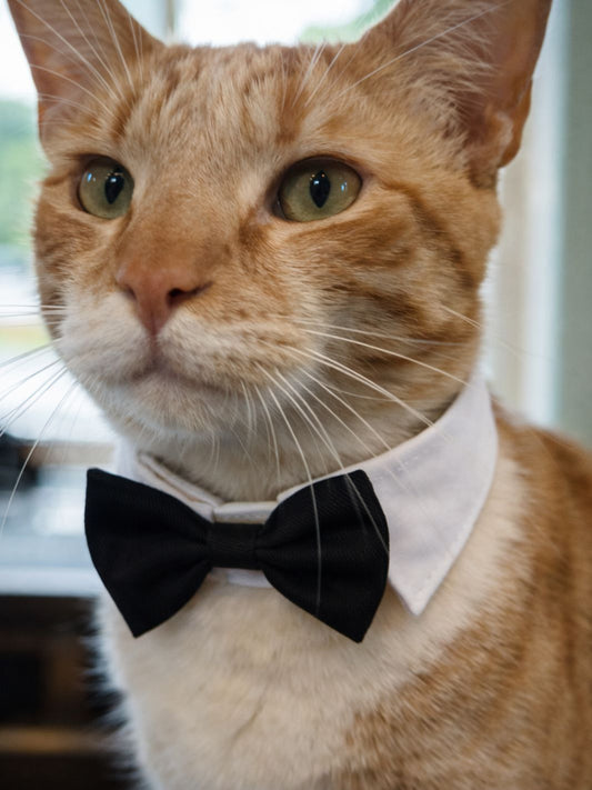 Noeud Papillon pour Chat