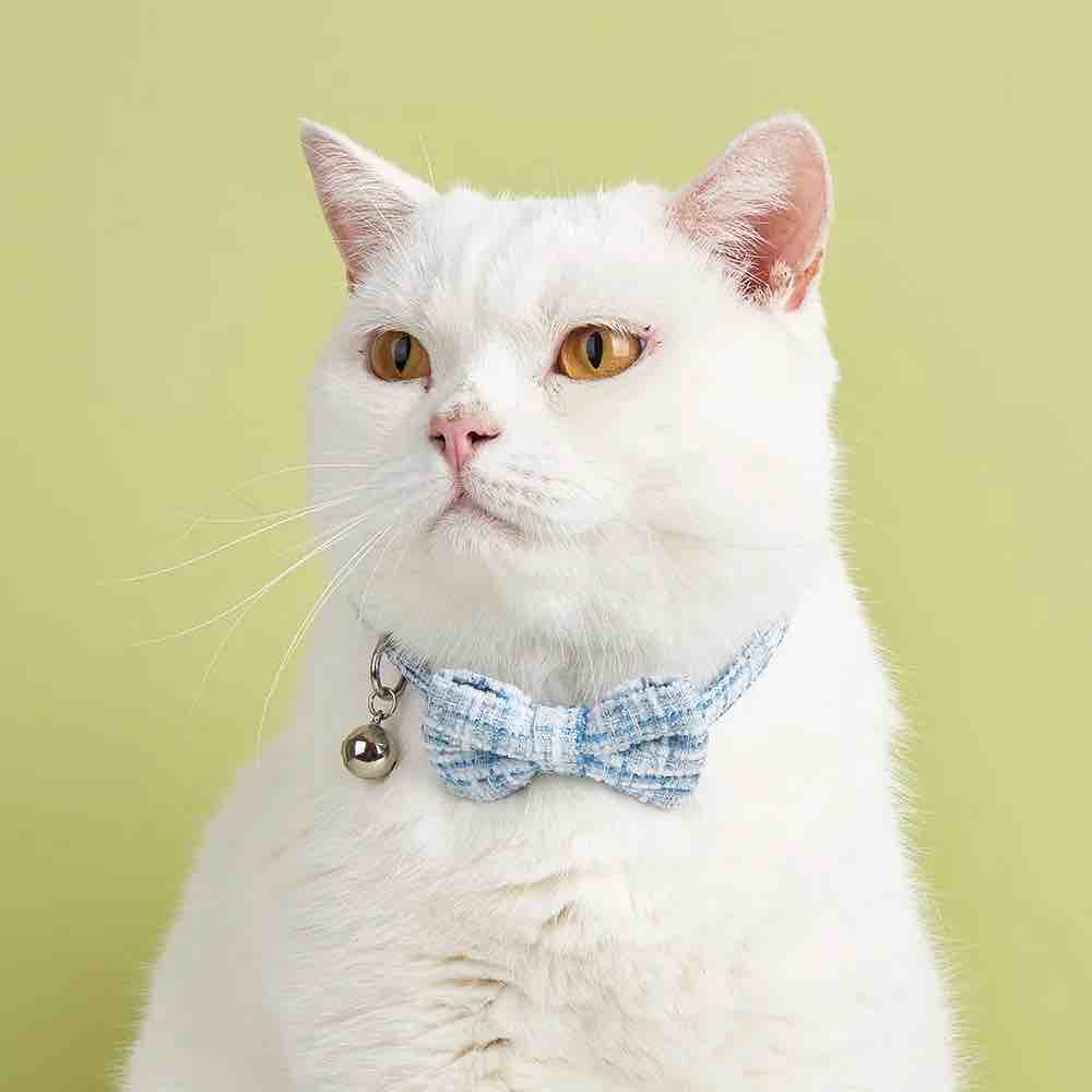 Un chat blanc porte un noeud papillon bleu rayé pour chat avec un fermoir anti-étranglement