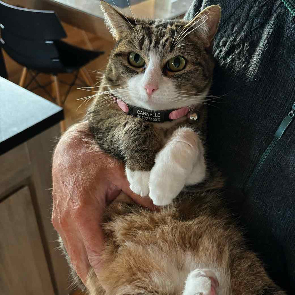 Un chat avec un collier personnalisé rose, porté dans les bras d'un homme