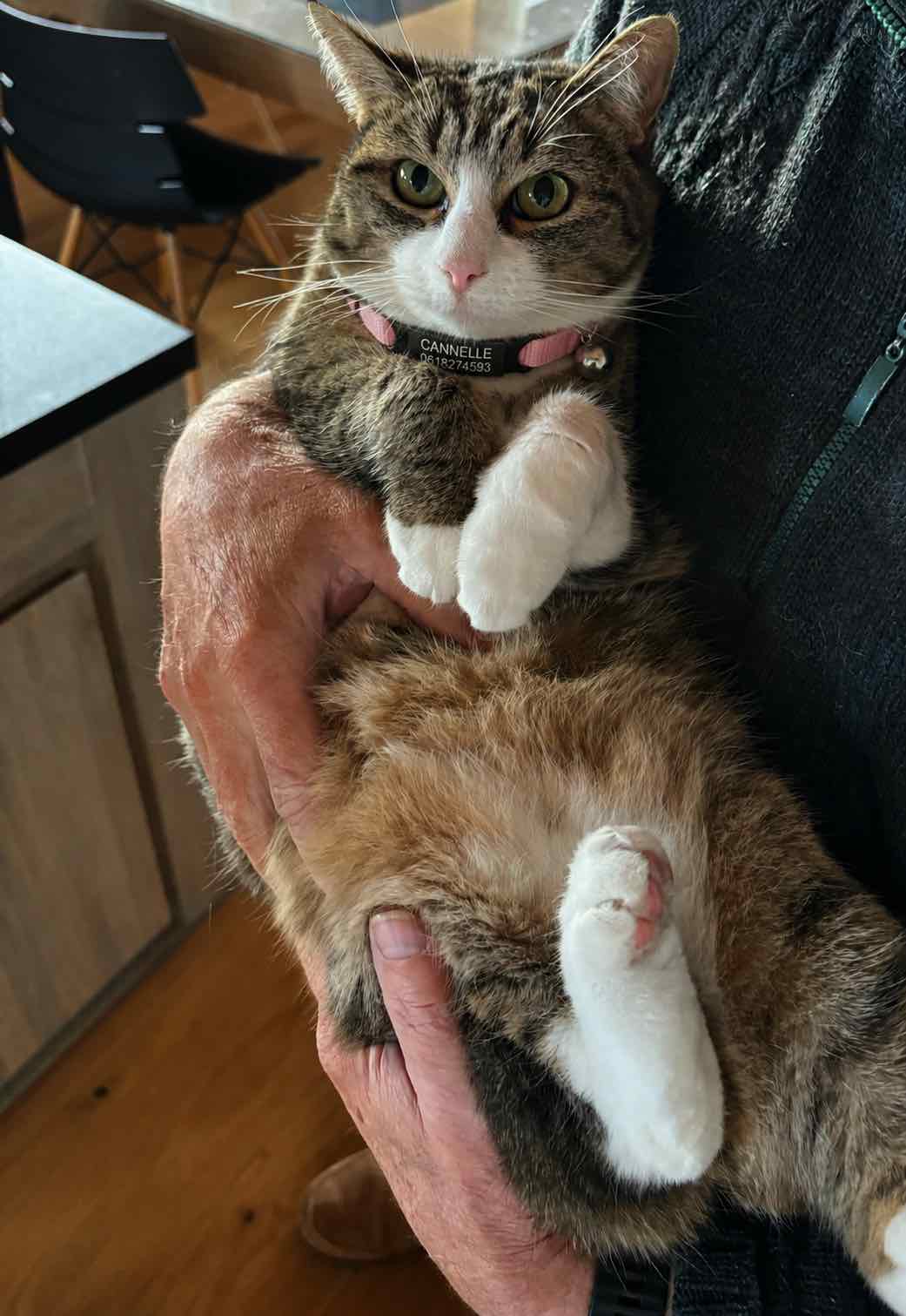 Un chat avec un collier personnalisé rose anti-étranglement