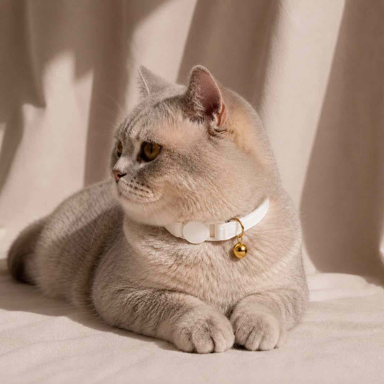 Un chat gris portant un collier anti-étranglement blanc en velours