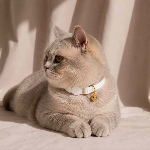 Un chat gris portant un collier anti-étranglement blanc en velours