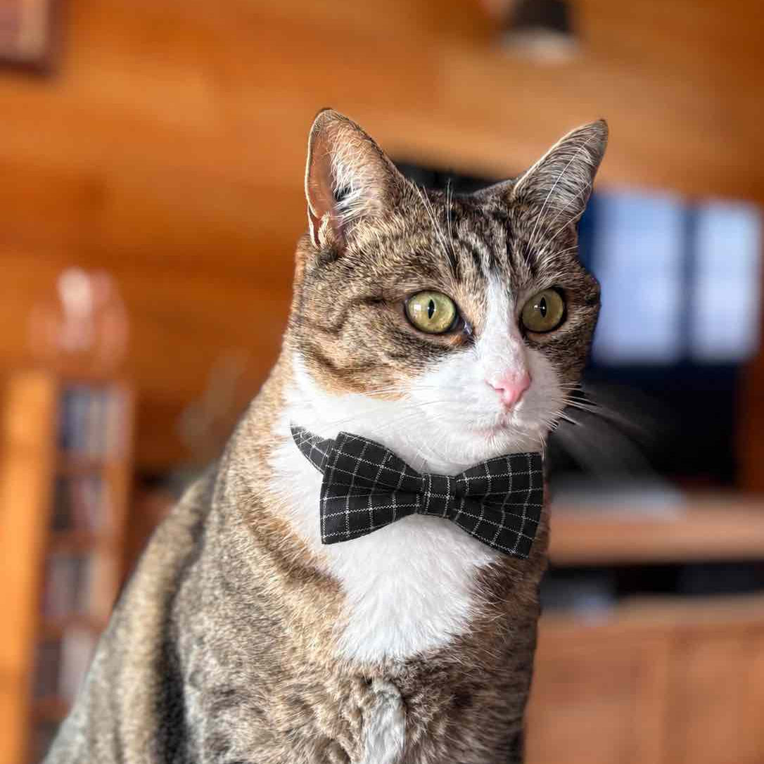Un chat portant un noeud papillon noir, dans le salon d'une maison