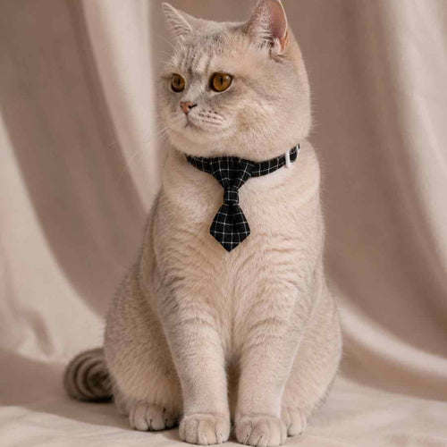 Un chat gris portant une cravate anti-étranglement noire
