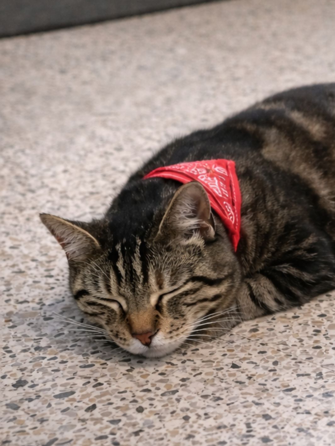 Bandana pour Chat - Muzo