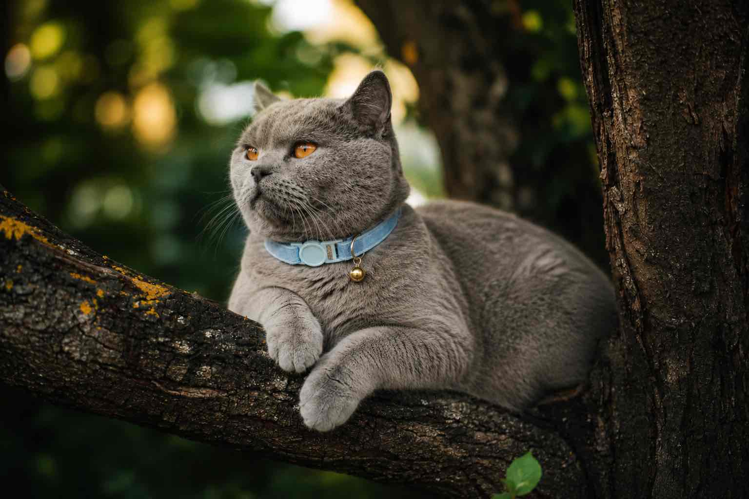 chat gris portant un collier bleu en velours, allongé sur un arbre