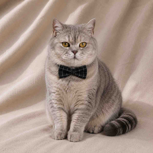 Collier anti-étranglement avec nœud papillon pour chat - Muzo