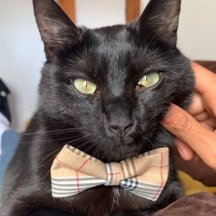 Collier nœud papillon pour chat anti-étranglement - Muzo