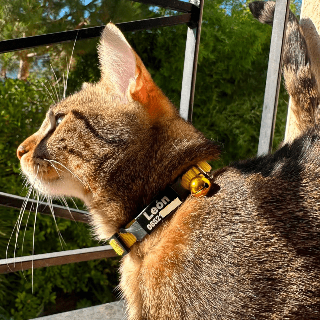 Collier personnalisable anti-étranglement pour chat - Muzo