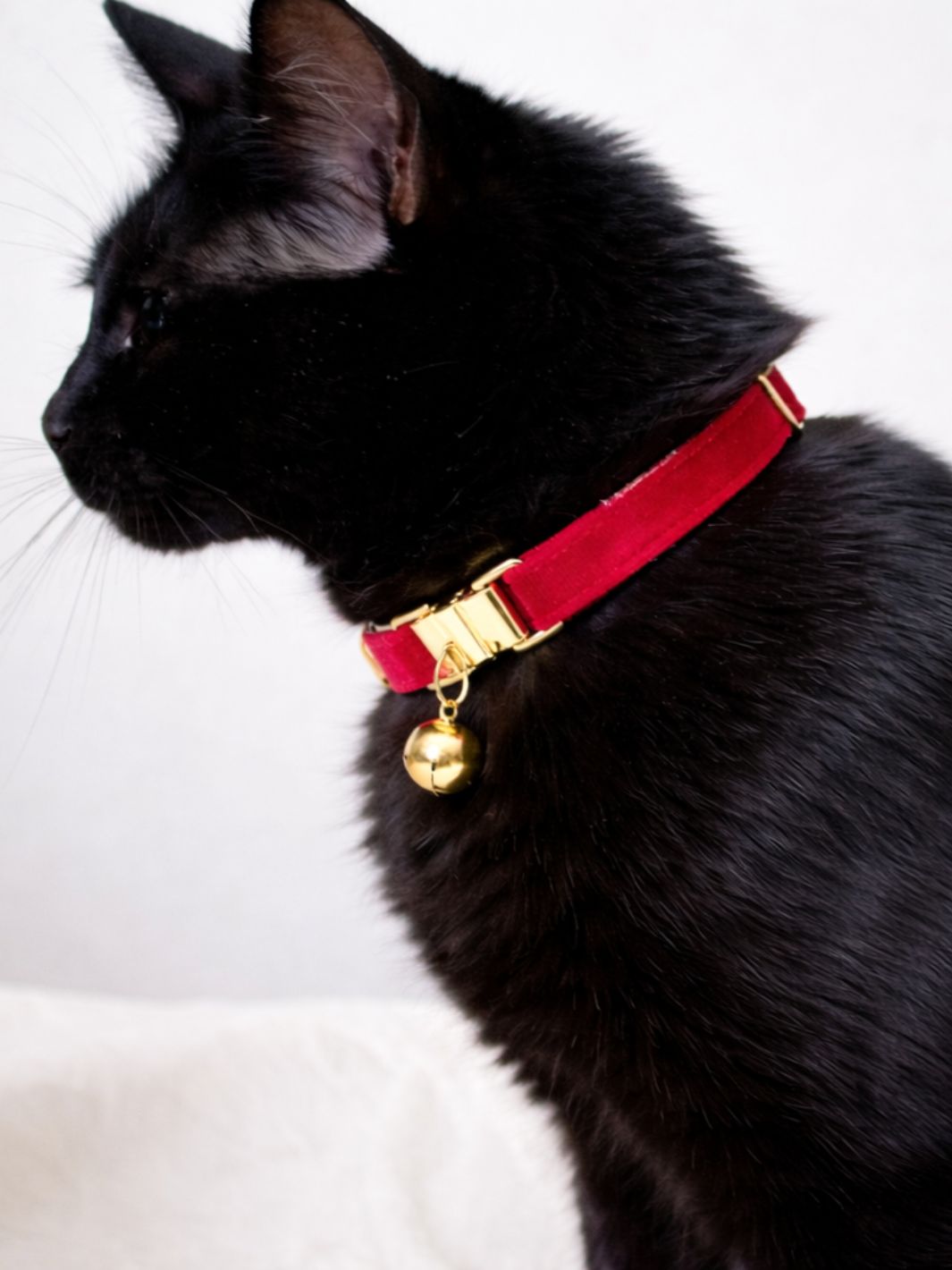 Collier pour Chat avec Clochette - Muzo
