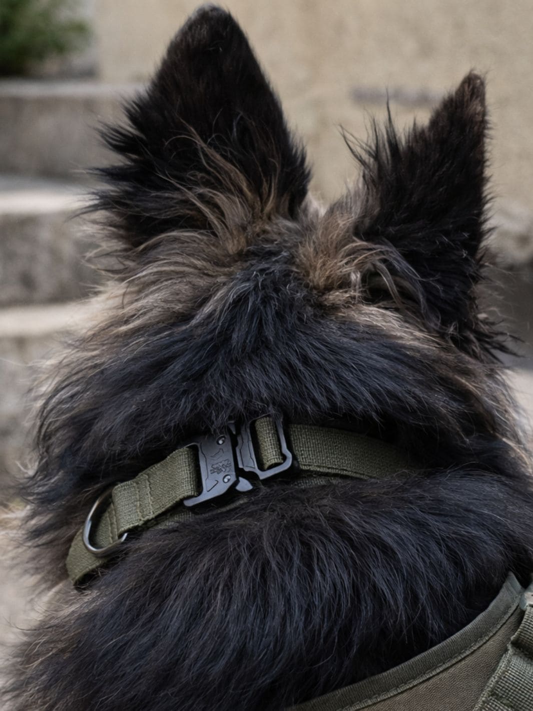 Collier pour Chien en nylon