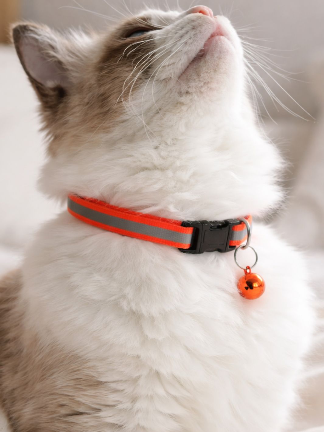Un chat portant un collier réfléchissant orange avec une clochette