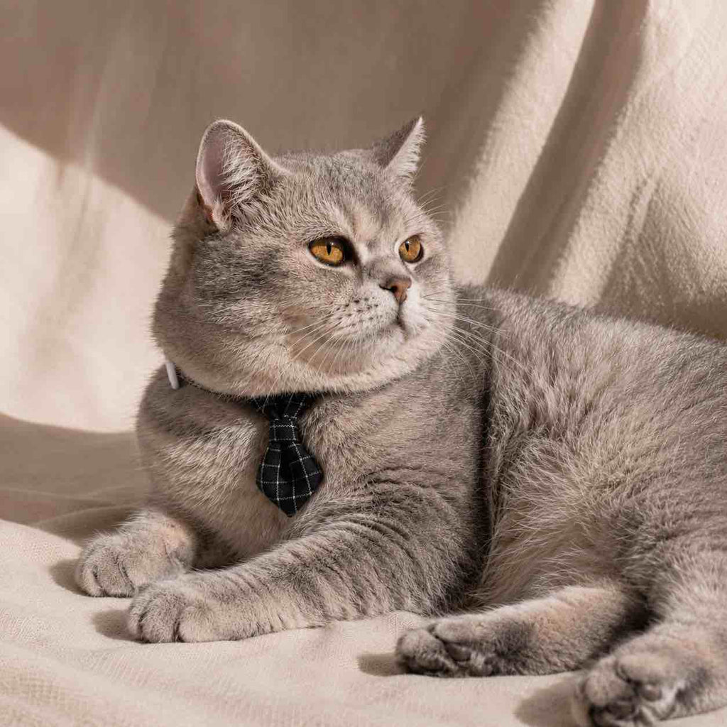 Cravate pour chat anti-étranglement - Muzo