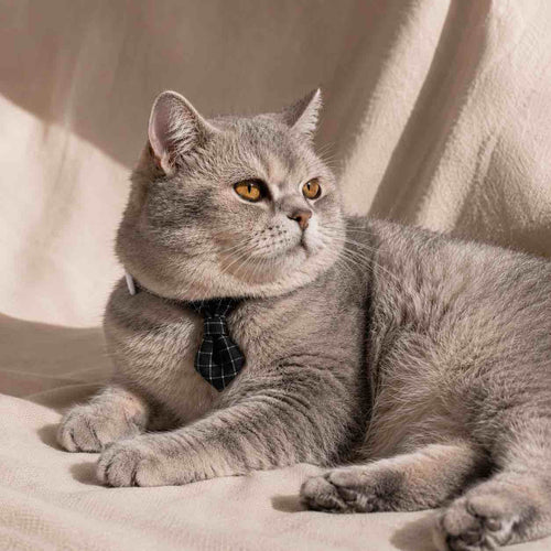 Cravate pour chat anti-étranglement - Muzo