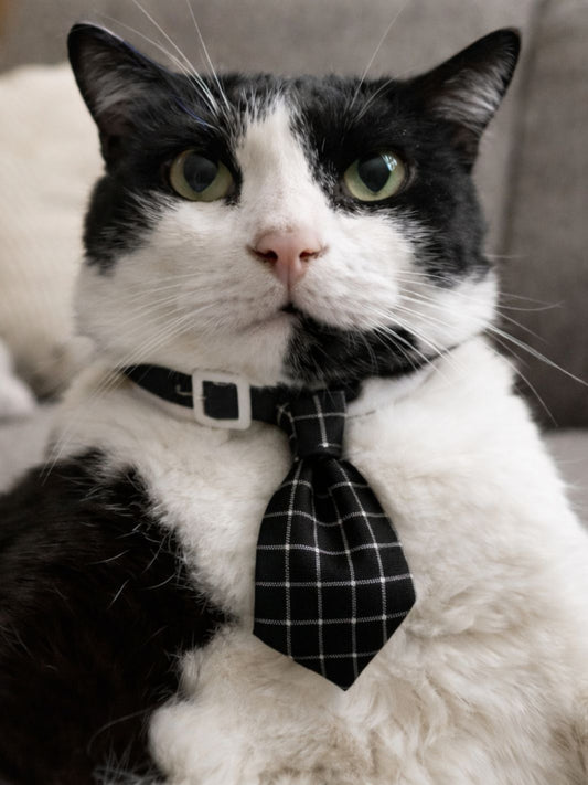 Un chat noir et blanc portant un cravate rayée 