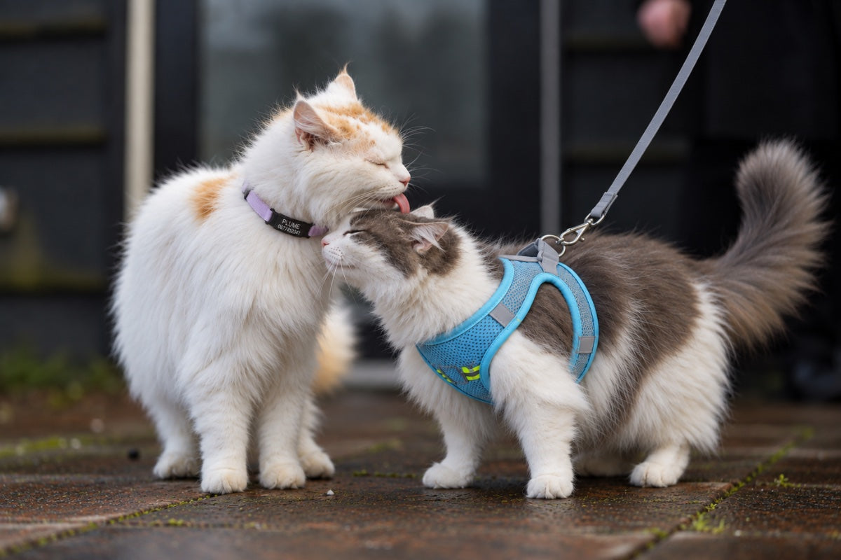 Un chat avec un harnais pour chat bleu et l'autre chat avec un collier violet