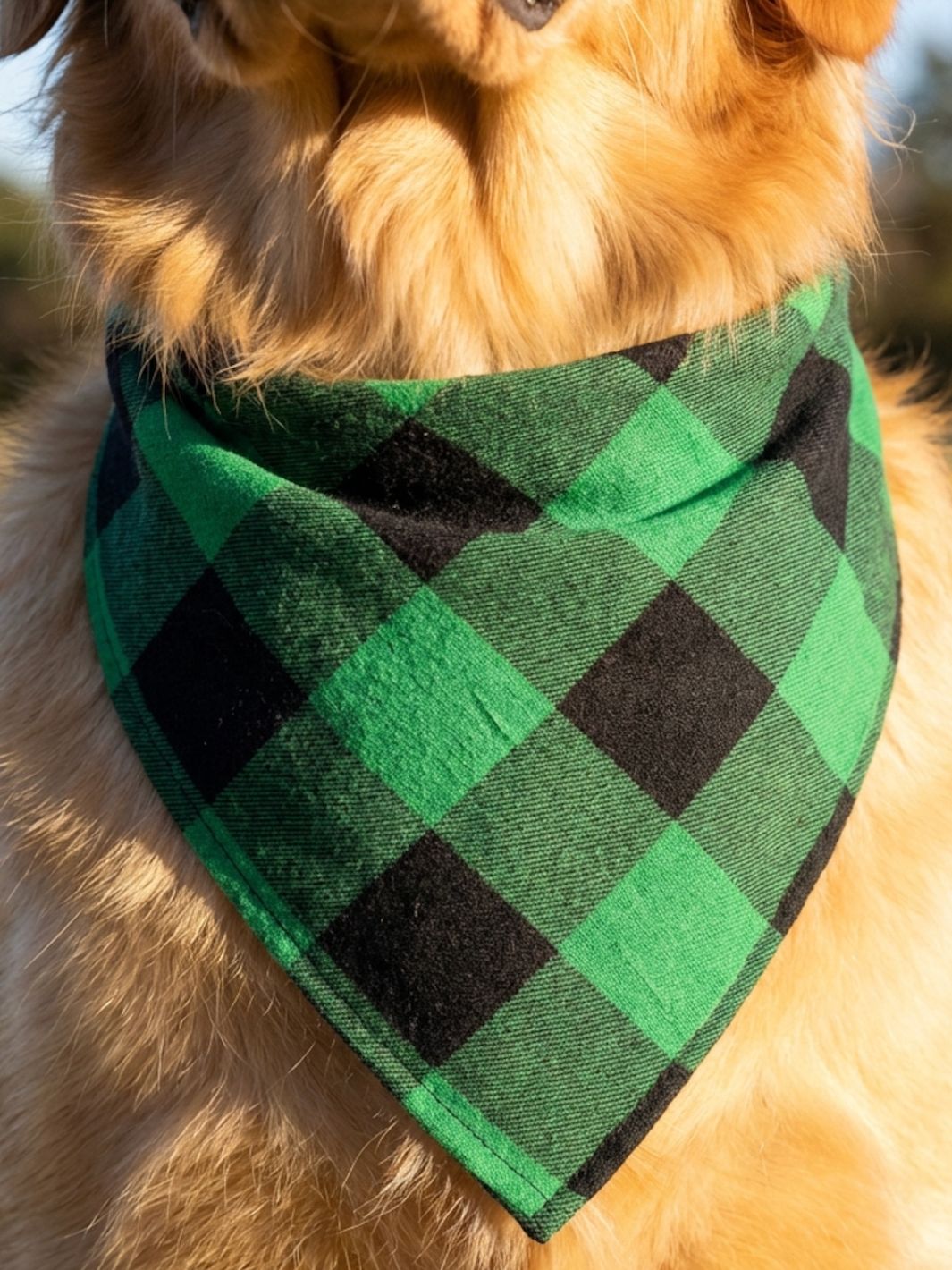 Golden Retriever assis sur un chemin de terre dans un cadre naturel verdoyant. Le chien regarde droit devant lui avec une expression joyeuse, langue sortie. Il porte un bandana rouge à carreaux noirs noué autour du cou, parfaitement ajusté. Le décor en arrière-plan est flou, mettant en valeur le chien et l’accessoire.