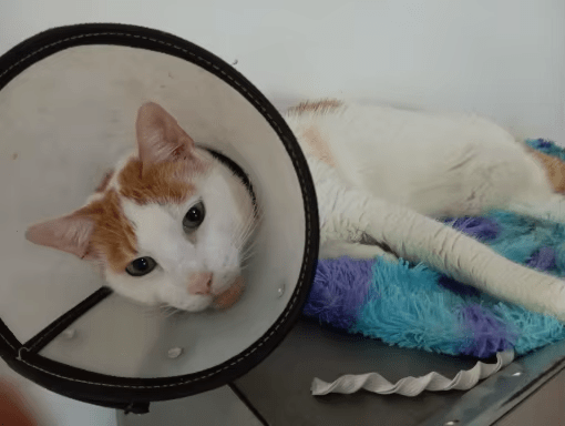 Chat portant une collerette pour chat