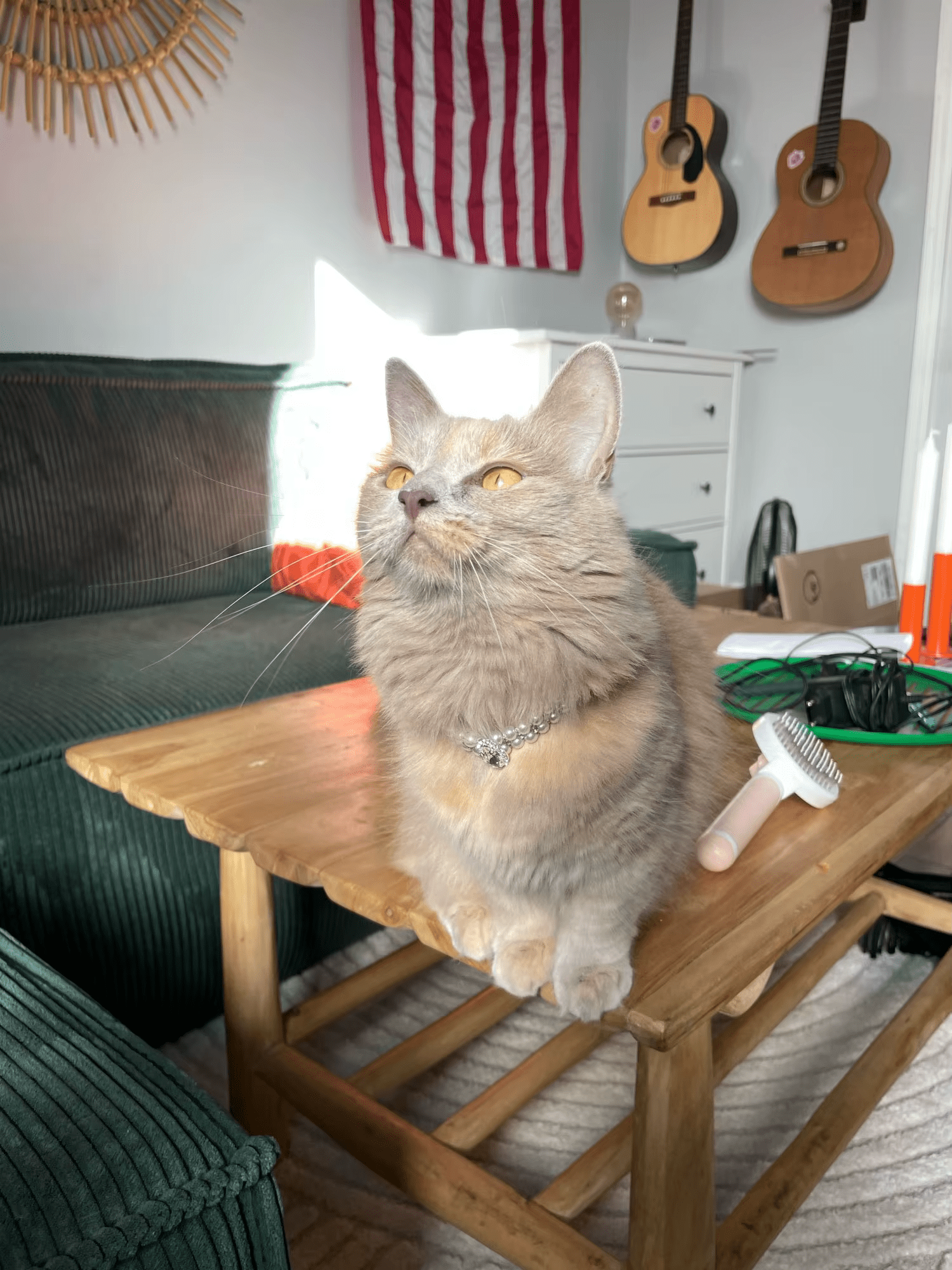 Un chat avec un collier de perles assit sur une table en bois, levant la tête.