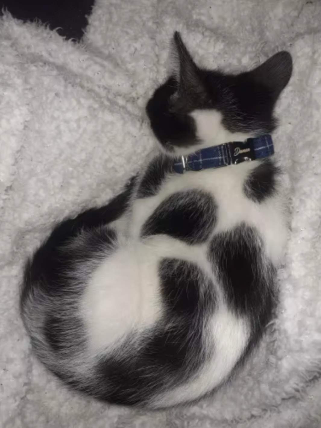 Un chat dans une litière vide avec un collier couleur léopard