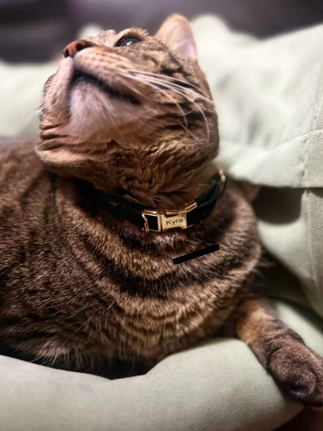 un chat levant la tête portant un collier avec son prénom gravé