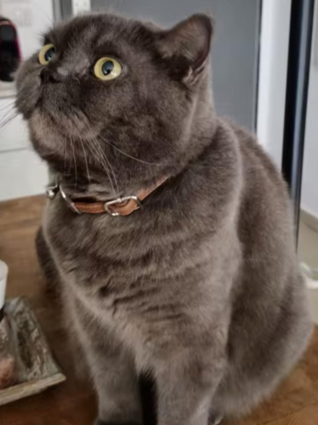 Un chat gris portant un collier simiili cuir marron